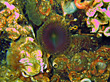 Kalkröhrenwurm mit bis zu 20 cm. Länge und violetter Tentakelkrone. Die Tentakeln sind miteinander verbunden und von einer Schleimschicht umgeben. Lebt auf sandigen, schlammigen Böden in Tiefen von 5-500 Meter. Verbreitung: Vom Mittelmeer bis in die Arktis